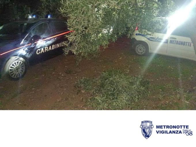 Sventato furto di Olive a Bitonto (BA) - Ladri in fuga all'arrivo delle pattuglie