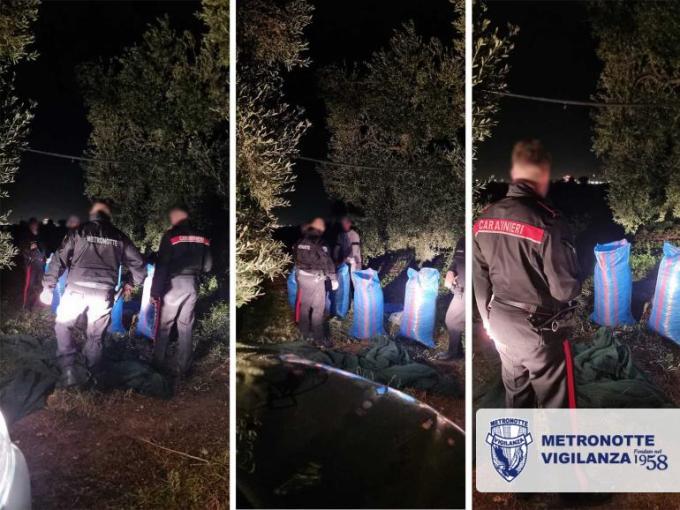 Sventato furto di Olive a Bitonto (BA) - Ladri in fuga all'arrivo delle pattuglie